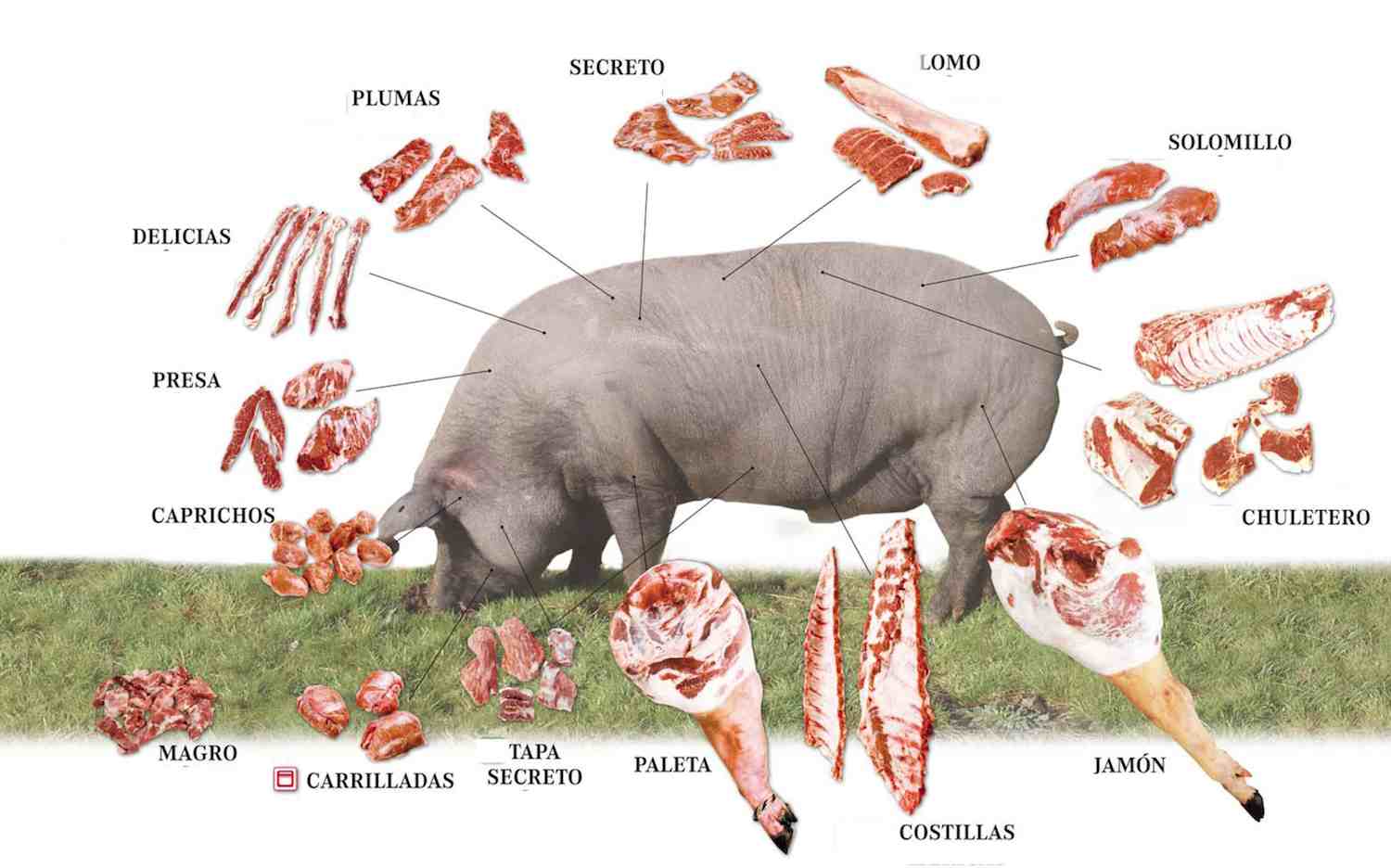 Clasificacion De La Carne De Cerdo Noticias De Carne 5608